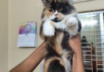Persian Cat