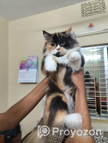 Persian Cat
