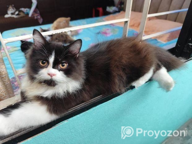 Persian Cat