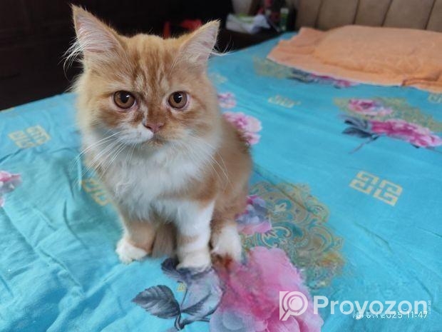 Persian Cat