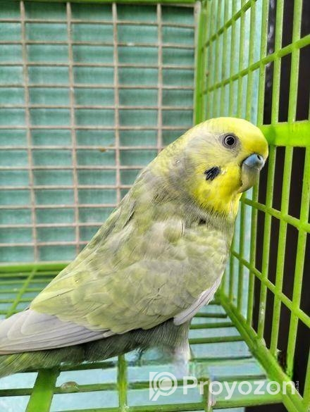 Adult male Budgerigar