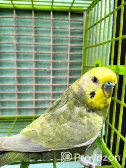 Adult male Budgerigar