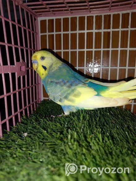 Adult male Budgerigar