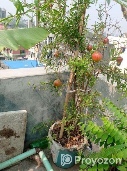 বেদানা গাছ