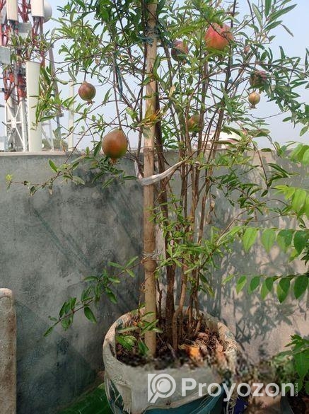 বেদানা গাছ