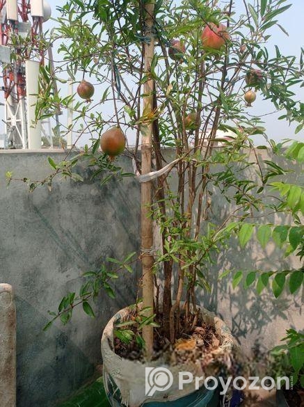 বেদানা গাছ