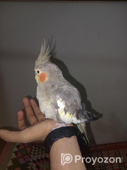 Cockatiel 1 Pear
