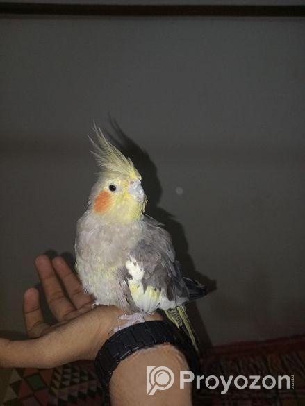 Cockatiel 1 Pear