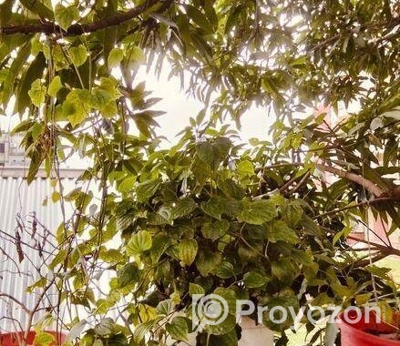 চুই ঝাল গাছ বিক্রি হবে