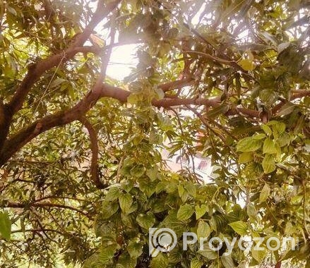 চুই ঝাল গাছ বিক্রি হবে