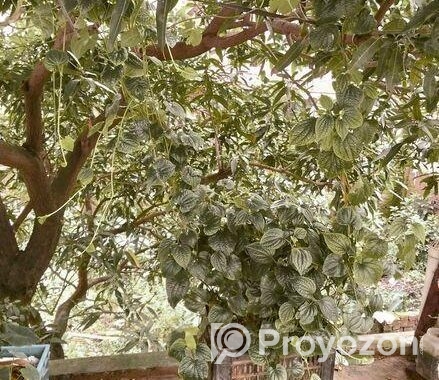 চুই ঝাল গাছ বিক্রি হবে