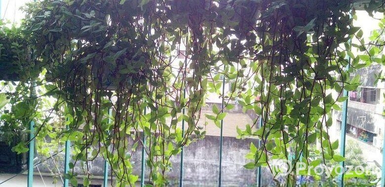 ঝুলনি গাছ