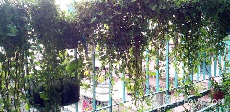 ঝুলনি গাছ