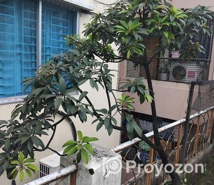 ছাদ বাগানের কিছু ফল গাছ বিক্রি