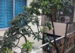 ছাদ বাগানের কিছু ফল গাছ বিক্রি