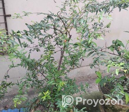 ছাদ বাগানের কিছু ফল গাছ বিক্রি