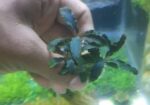 Bucephalandra dragon fly.