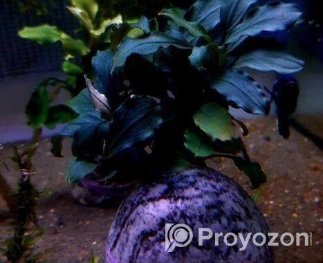 Bucephalandra Aquatic plants