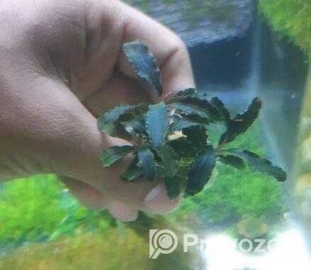 Bucephalandra Aquatic plants