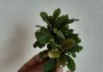 Bucephalandra Aquatic plants