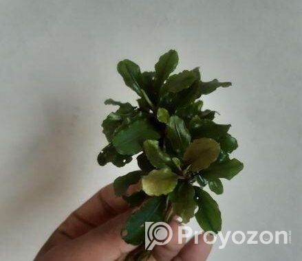 Bucephalandra Aquatic plants