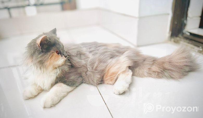 CALICO female persian
