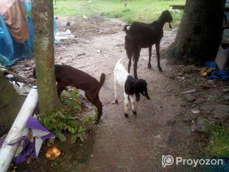 ছাগল সেল হবে।