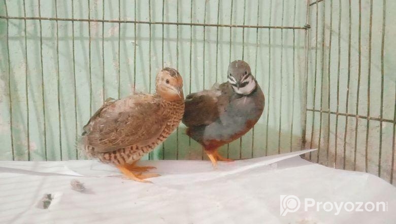 King quail baby