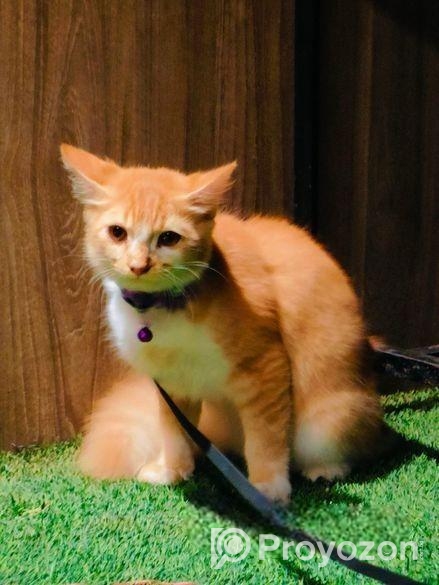 Cat Sell