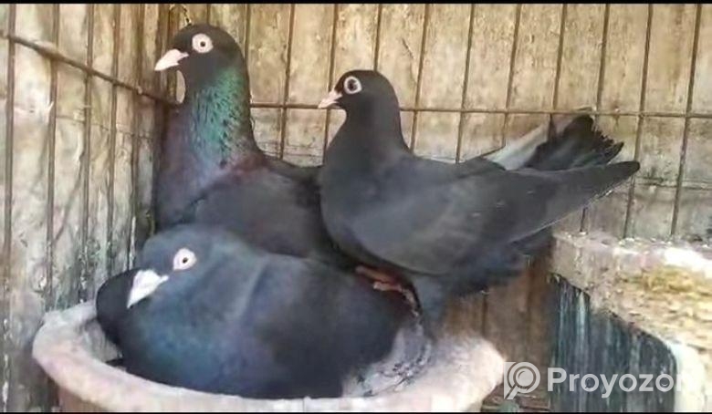 Moyna Jak Kobutor