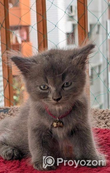 Persian Male Kitten