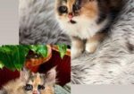 Persian Kittens For Sale