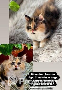 Persian Kittens For Sale