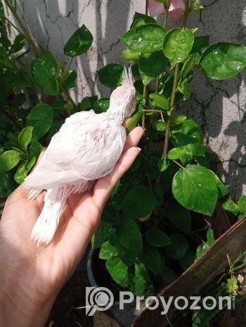 ককাটেল
