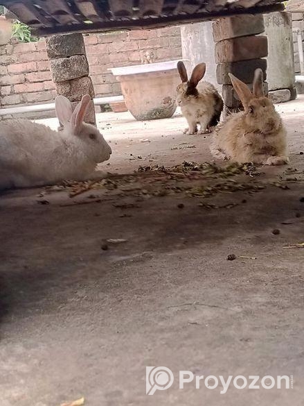Rabbit for sale