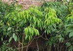 লিচু গাছ