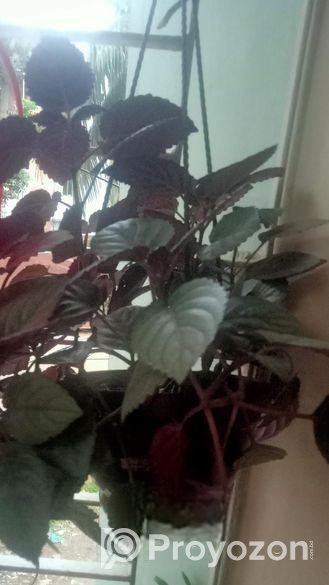 Indoor Plant