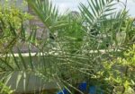 সৌদি খেজুর গাছ বিক্রি করব,