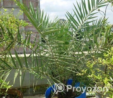 সৌদি খেজুর গাছ বিক্রি করব,