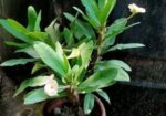 তিলোত্তমা কাটামুকুট