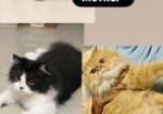 Persian Kittens For Sale