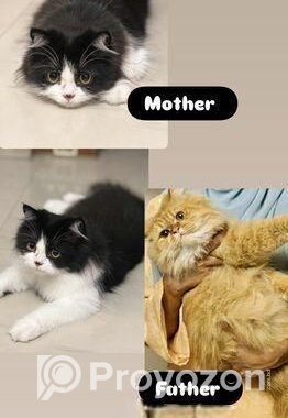 Persian Kittens For Sale