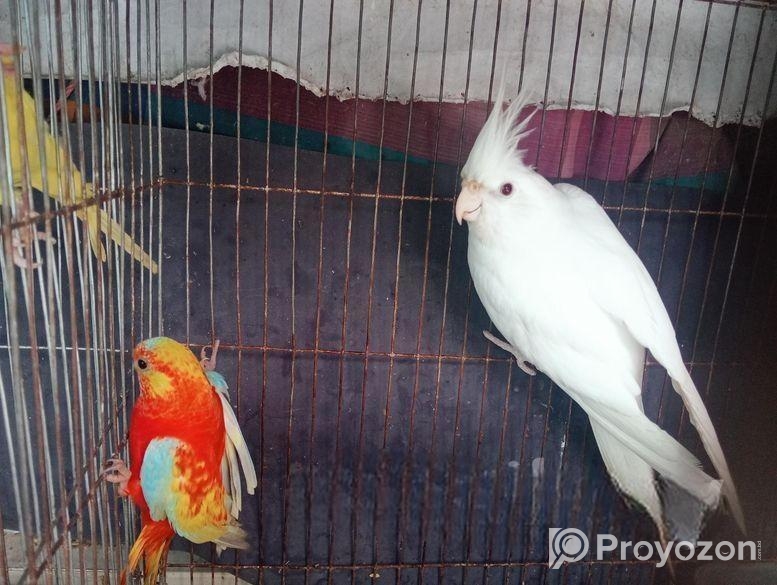 Albino Cocatel
