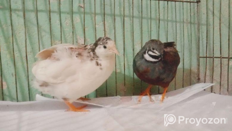 King quail baby