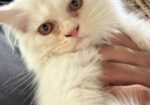 Persian cat (traditional kitten)