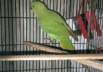 Ringneck Parrot