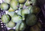 রংপুরের হাড়িভাঙ্গা আম
