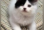 Persian Kittens For Sale