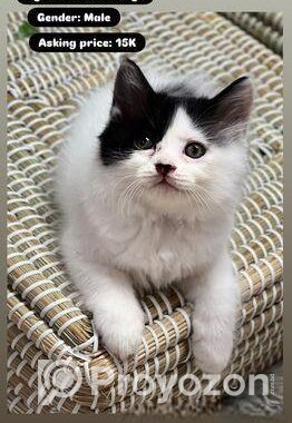 Persian Kittens For Sale