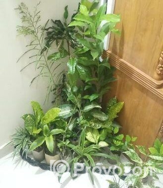 indoor plant
